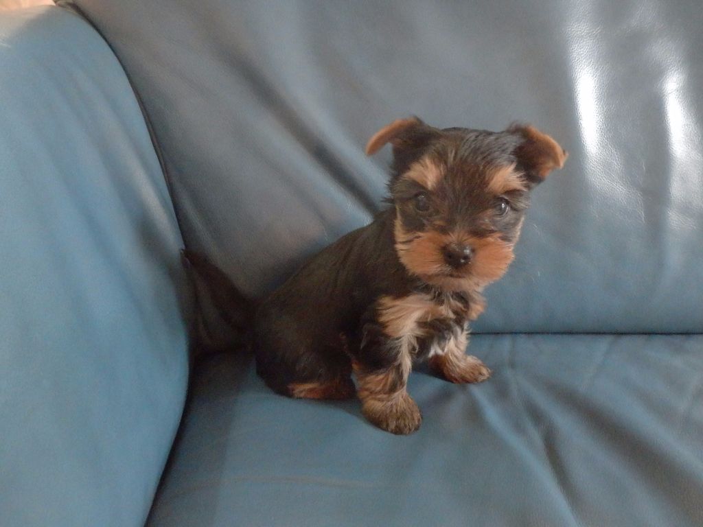 Chiot Yorkshire Terrier Du Domaine De Laumar